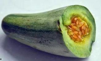 儿童吃牛角瓜视频