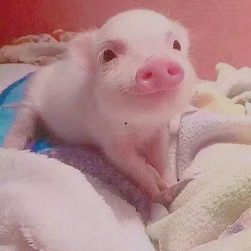 吃瓜小猪猪视频文案图片,揭秘视频背后的趣味与智慧