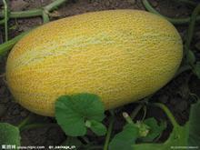 陕西小伙吃哈密瓜视频,甜蜜滋味引发全网热议