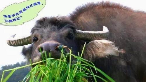 牛吃老瓜的视频大全集播放,视频大全集精彩瞬间回顾