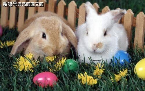 兔子吃瓜会拉肚子吗视频,兔子吃瓜拉肚子真相揭秘