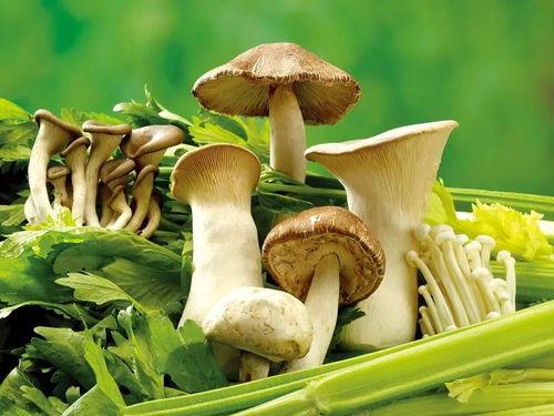 官网黑料吃瓜蘑菇视频,官方幕后真相大起底