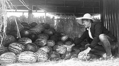 平阴吃瓜群众事件视频,一场网络视频引发的舆论风暴