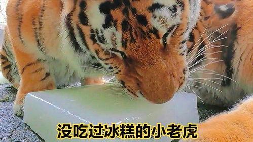 猛虎下山图搞笑吃瓜视频,画面太美引网友热议！
