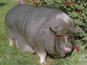 猪吃瓜顺口溜搞笑版视频,笑料连连！搞笑版顺口溜视频大盘点