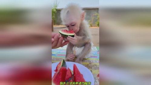猴吃瓜搞笑视频文案图片,萌宠演绎欢乐喜剧