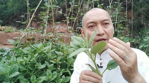 秃崽草神吃瓜视频大全,揭秘娱乐圈幕后故事