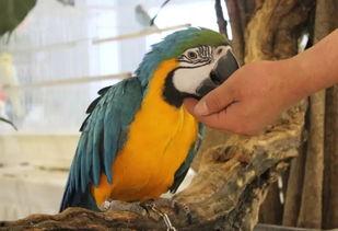 各种神兽吃瓜视频,奇闻异事背后的趣味真相