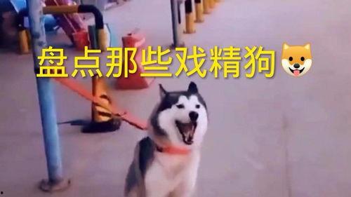 带你吃瓜狗子蹦迪视频大全,吃瓜视频大全集锦