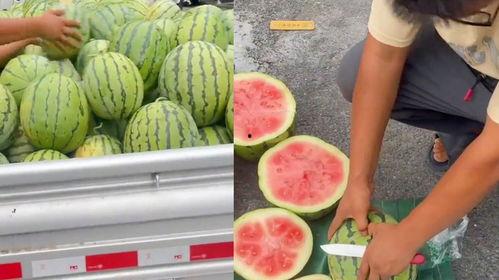 东北吃生瓜视频大全,揭秘生瓜的独特风味与美味吃法