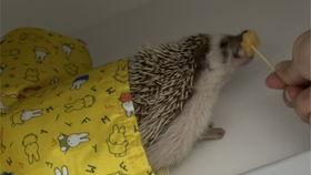 刺猬可以吃哈密瓜么吗视频