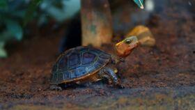 瓜龟吃瓜的视频,一场别开生面的吃瓜盛宴