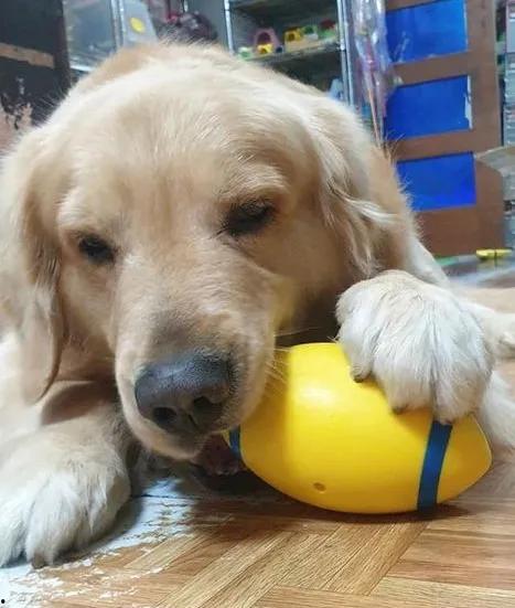 金毛吃哈密瓜完整版视频,萌态可掬的甜蜜瞬间