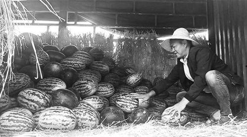 日喀则吃瓜群众事件视频